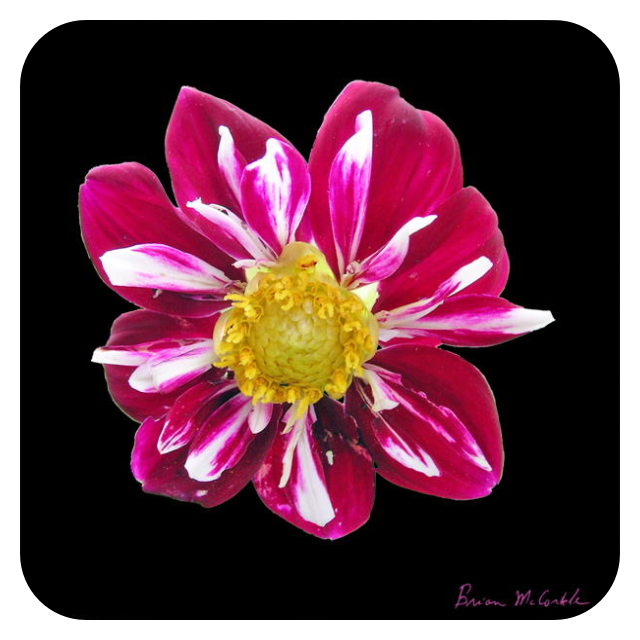 (image for) Hibiscus 3 Black